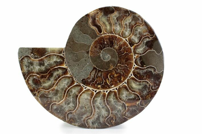 Cut & Polished Ammonite Fossil (Half) - Madagascar #362368
